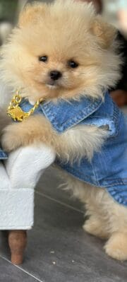 Dog Jeans Accessories Set - Image 2