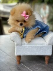 Dog Jeans Accessories Set - Image 3