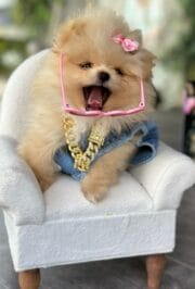 Dog Jeans Accessories Set - Image 4