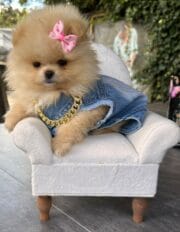 Dog Jeans Accessories Set - Image 5