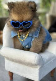 Dog Jeans Accessories Set