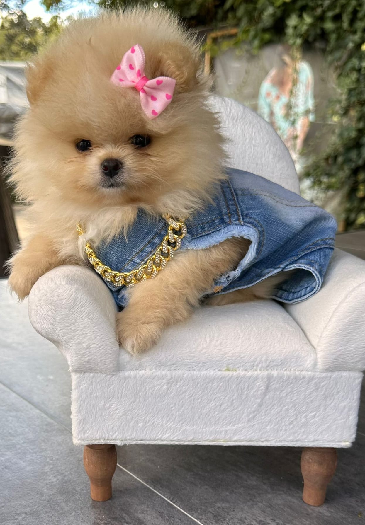 TERRY-B-DOG-JEANS-JACKET Dog Jeans Jack - Image 1